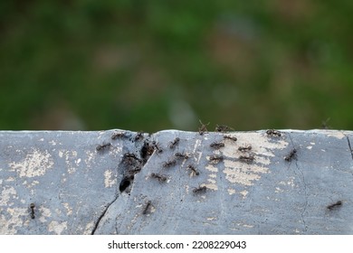 Ants Crawling On The Wall