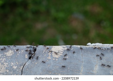 Ants Crawling On The Wall