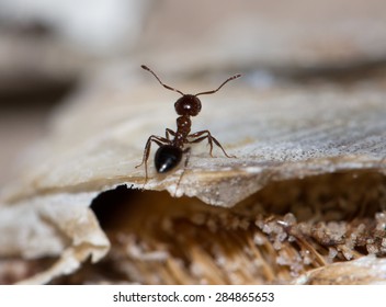 ants eat