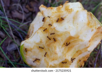 Ants Eat Apple Core Thrown By Stock Photo 2175235921 | Shutterstock