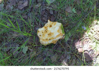 Ants Eat An Apple Core Thrown By A Man On The Ground.