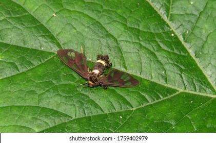  Ants Are Eating A Butterfly, Food Chain Concepts.the Decomposition Process.                              