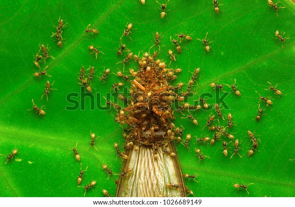 Ants eating insect, Unidentified , Aarey Milk Colony \
INDIA 