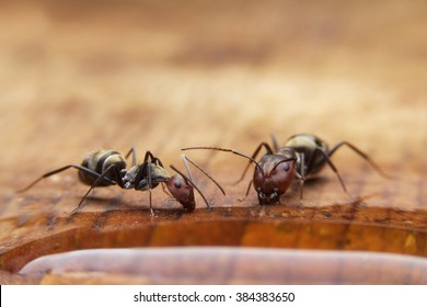 Ants eating some water on table