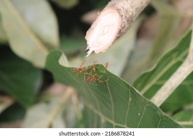 Ants are eusocial insects of the family Formicidae and, along with the related wasps and bees, belong to the order Hymenoptera.Ants evolved from vespoid wasp ancestors in the Cretaceous period. 