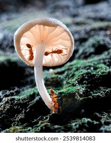 Ants exploring under the delicate cap of a white mushroom atop a mossy forest floor.