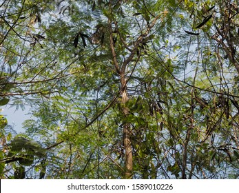 Ant's eye view of Acacia trees, many banches and green leaves with blue sky background.