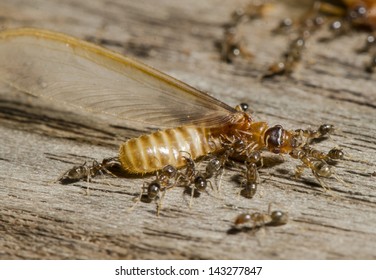 3,625 Termite soldier Images, Stock Photos & Vectors | Shutterstock