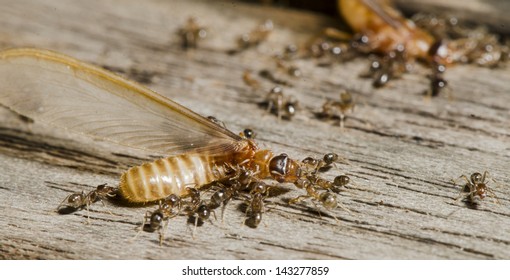 Ants Fighting Termites Stock Photo (Edit Now) 143277847