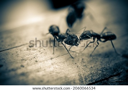 Ants are gating Fight. Wildlife Photography Bangladesh.