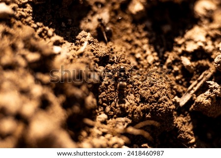 Ants in the ground of brown soil with contrast blurred foreground. Ants are a group of insects.
