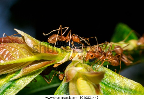 Ants are hanging on green\
leaves.Insects in formicidae Hymenoptera, The caste is divided into\
the function of the ants. Serves food Build and repair the\
nest