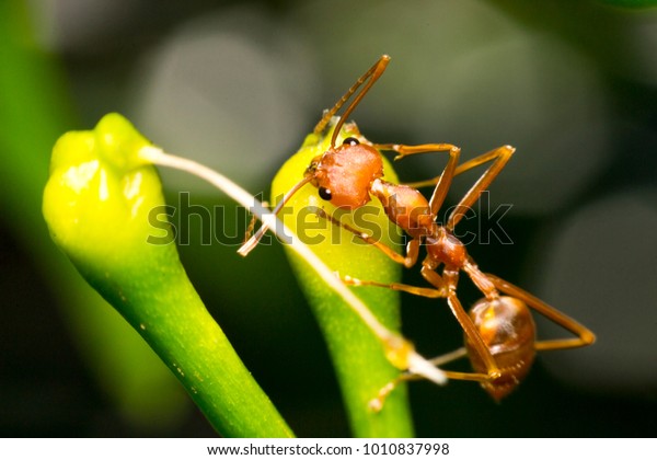 Ants are hanging on green\
leaves.Insects in formicidae Hymenoptera, The caste is divided into\
the function of the ants. Serves food Build and repair the\
nest,