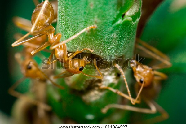 Ants are hanging on green\
leaves.Insects in formicidae Hymenoptera, The caste is divided into\
the function of the ants. Serves food,  Build and repair the nest,\
