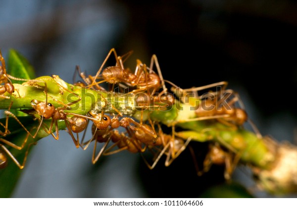 Ants are hanging on green\
leaves.Insects in formicidae Hymenoptera, The caste is divided into\
the function of the ants. Serves food, Build and repair the nest,\
