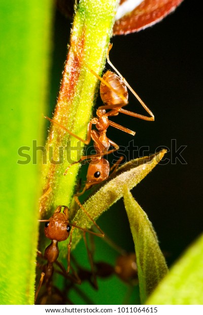 Ants are hanging on green
leaves.Insects in formicidae Hymenoptera, The caste is divided into
the function of the ants. Serves food Build and repair the
nest
