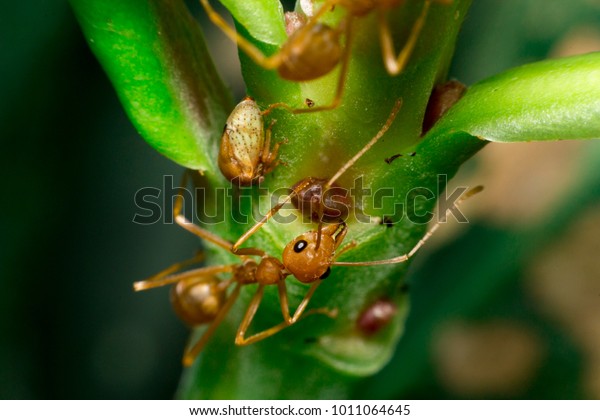 Ants are hanging on green leaves.Insects in
formicidae Hymenoptera, The caste is divided into the function of
the ants. Serves food,  Build and repair the nest, Can produce ant
acids or formic acid.