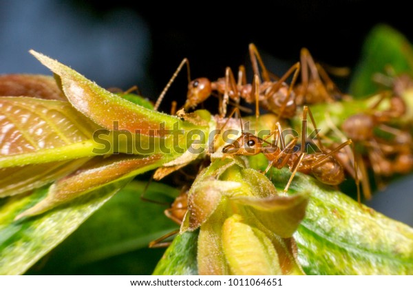 Ants are hanging on green\
leaves.Insects in formicidae Hymenoptera, The caste is divided into\
the function of the ants. Serves food, Build and repair the nest,\
