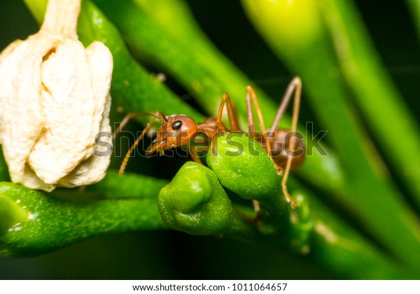 Ants are hanging on green\
leaves.Insects in formicidae Hymenoptera, The caste is divided into\
the function of the ants. Serves food,  Build and repair the\
nest,
