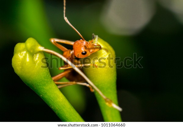 Ants are hanging on green\
leaves.Insects in formicidae Hymenoptera, The caste is divided into\
the function of the ants. Serves food,  Build and repair the nest,\
