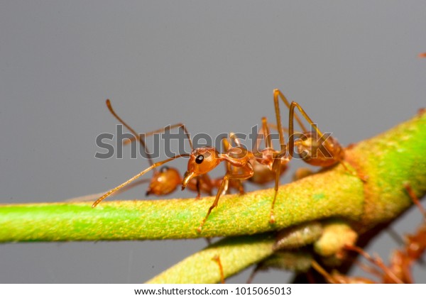 Ants are hanging on green\
leaves.Insects in formicidae Hymenoptera, The caste is divided into\
the function of the ants. Serves food, Build and repair the\
nest,