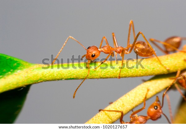 Ants are hanging on green
leaves.Insects in formicidae Hymenoptera, The caste is divided into
the function of the ants. Serves food, Build and repair the
nest,