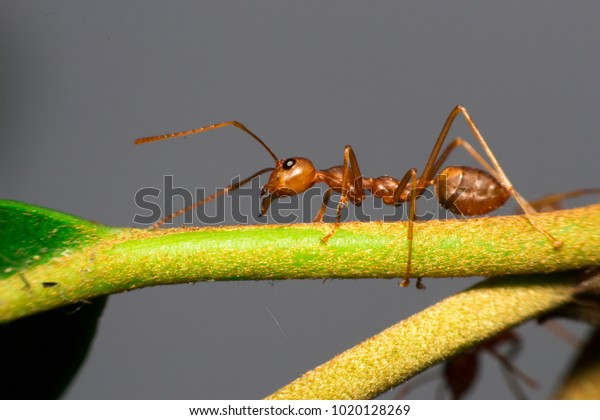 Ants are hanging on green
leaves.Insects in formicidae Hymenoptera, The caste is divided into
the function of the ants. Serves food, Build and repair the
nest