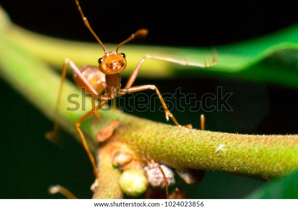 Ants are hanging on green leaves.Insects in
formicidae Hymenoptera, The caste is divided into the function of
the ants. Serves food Build and repair the nest, Can produce ant
acids or formic acid.