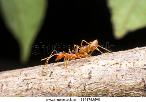 Ants are hanging on green\
leaves.Insects in formicidae Hymenoptera, The caste is divided into\
the function of the ants. Serves food, Build and repair the\
nest