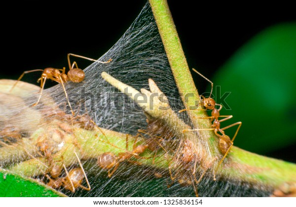 Ants are hanging on green leaves.Insects in\
formicidae Hymenoptera, The caste is divided into the function of\
the ants. Serves food, Build and repair the nest, Can produce ant\
acids or formic acid.
