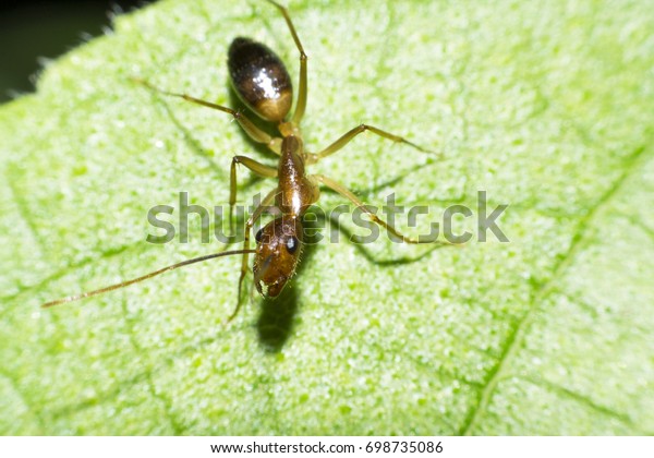 Ants are hanging on green leaves.Insects in\
formicidae Hymenoptera,\
The caste is divided into the function of\
the ants. Serves food Build and repair the nest,\
Can produce ant\
acids or formic acid.