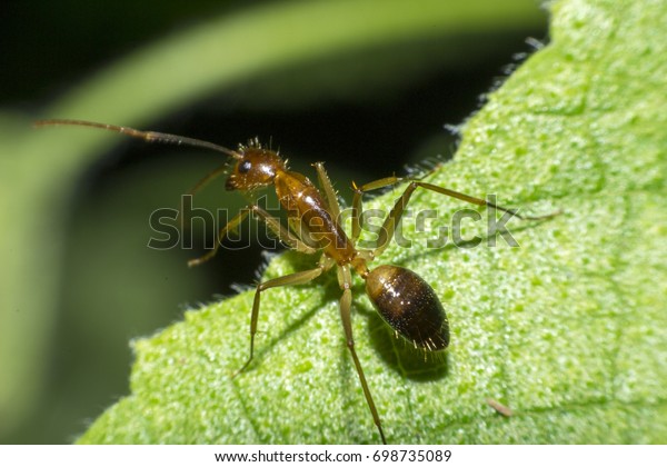 Ants are hanging on green leaves.Insects in
formicidae Hymenoptera,
The caste is divided into the function of
the ants. Serves food Build and repair the nest,
Can produce ant
acids or formic acid.