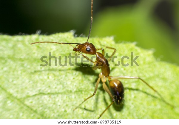 Ants are hanging on green leaves.Insects in\
formicidae Hymenoptera,\
The caste is divided into the function of\
the ants. Serves food Build and repair the nest,\
Can produce ant\
acids or formic acid.