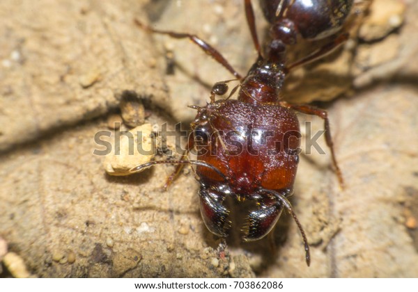 Ants are hanging on green leaves.Insects in\
formicidae Hymenoptera, The caste is divided into the function of\
the ants. Serves food Build and repair the nest, Can produce ant\
acids or formic acid.