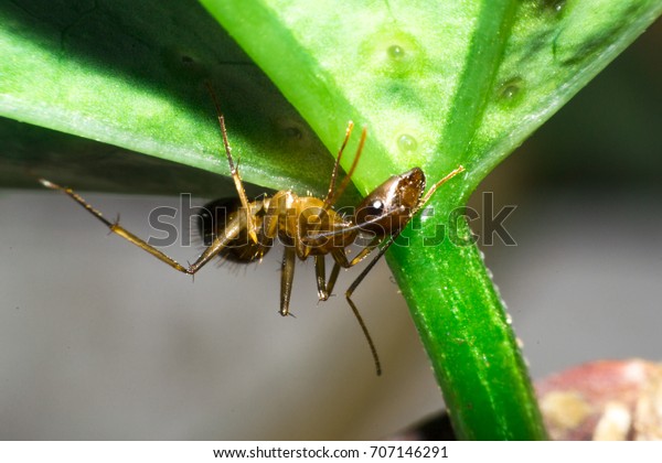 Ants are hanging on green leaves.Insects in\
formicidae Hymenoptera, The caste is divided into the function of\
the ants. Serves food Build and repair the nest, Can produce ant\
acids or formic acid.