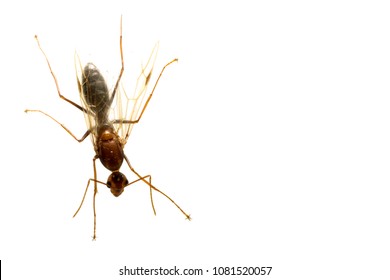 Ants have female wings in the white background.