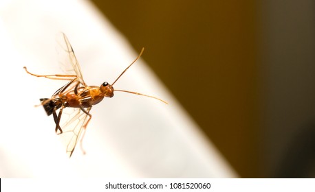 Ants Have Female Wings White Background Stock Photo 1081520060 ...