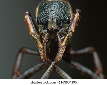 The Ants head Extreme macro shot of Ant face details.
