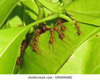 Ants Help Build Their New Nest On Leaves Of The Mango. A Red Ant (fire Ant, Solenopsis Geminate) Unity Teamwork.
