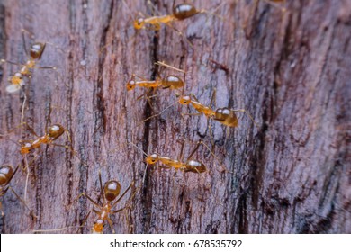 ants help moving larvae on wood