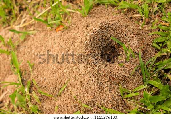 grounded black ant hill