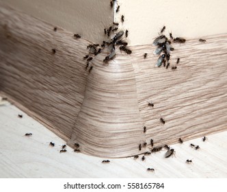 Ants In The House On The Baseboards And Wall Angle
