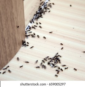 Ants In The House On The Baseboards And Wall Angle