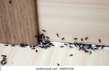 Ants in the house on the baseboards and wall angle