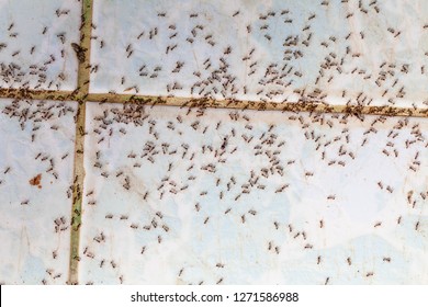 Ants In House On The Wall Angleants Walk On The Tile Floor.