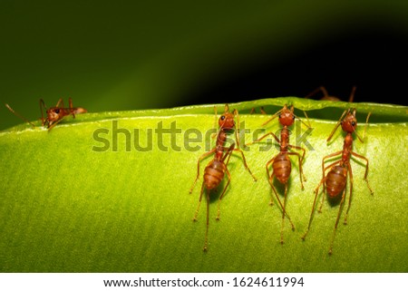 Ants insect concept, ants biting green leave tree to nest on dark background, green leaf joint from teamwork of ants making home in nature wildlife