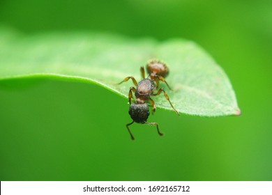 Ants Insect Concept, One Ant Holding And Cohesion On Green Leaf By Mouth And Legs, Copy Space Background, Beautiful Green Nature Animal Macro, Cooperation Teamwork Of Ants Insects Wildlife On Plant. 