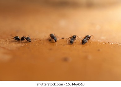 Ants Insect Macro Brown Teamwork