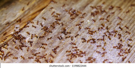 Ants Inside Woods Of House