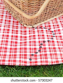 Ants Invade A Picnic Basket